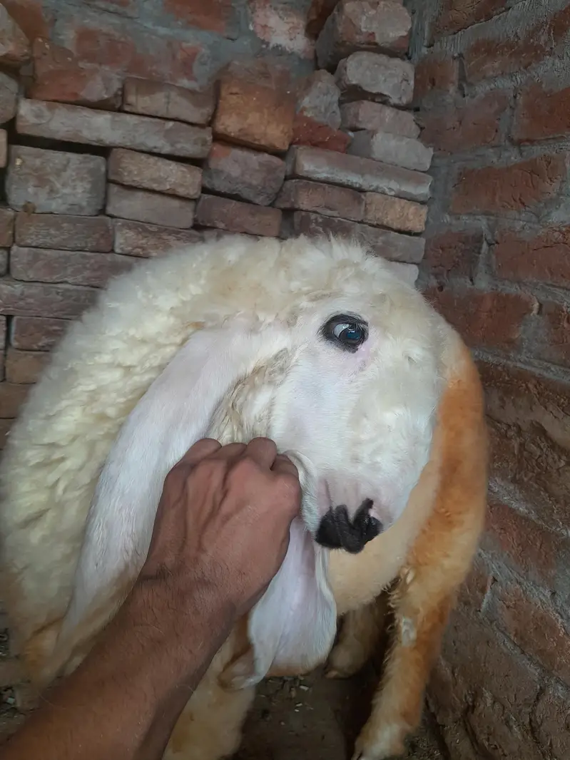 kjla crass chatra — photo 3