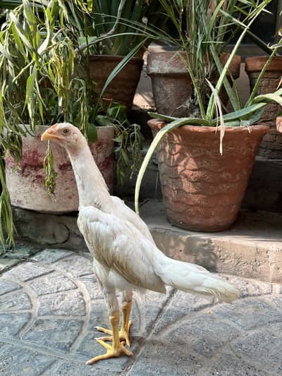 White O Shamo/ shamo chick/ Aseel/ King Shamo