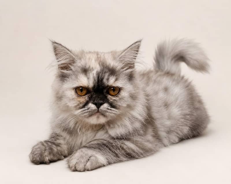persian cat 2