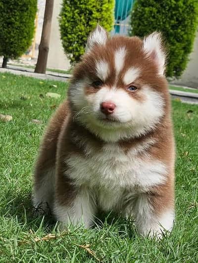 husky puppies available
