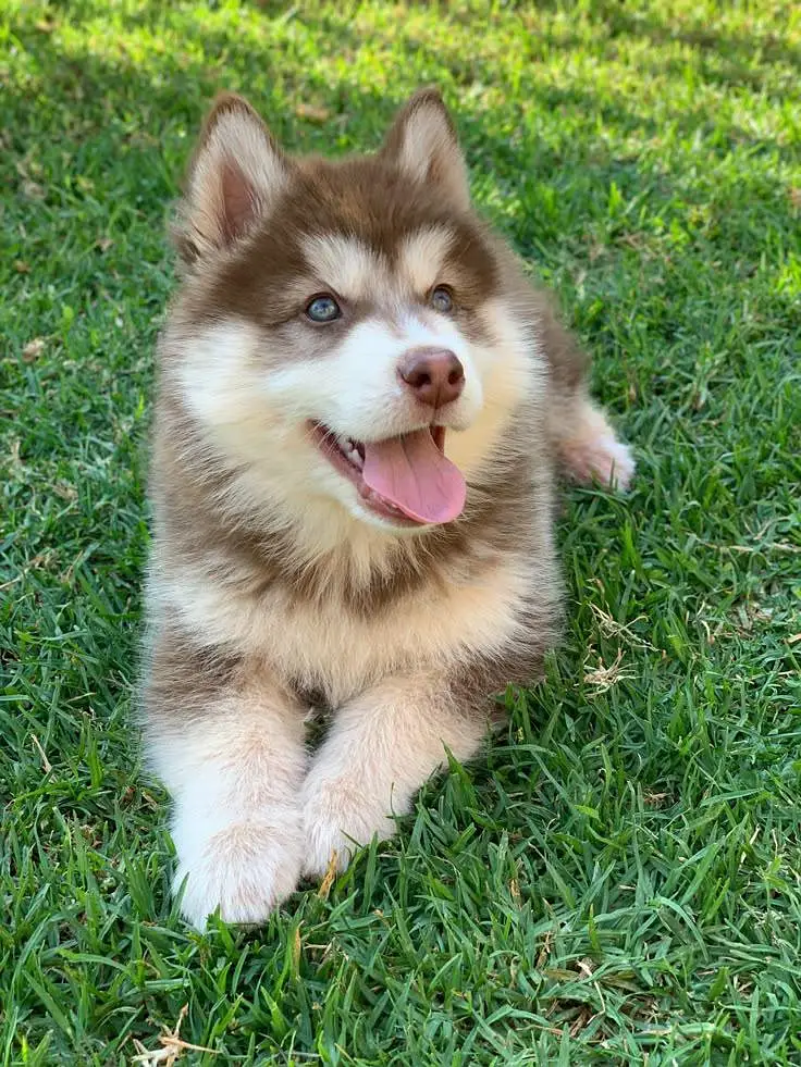 husky puppies available — photo 2