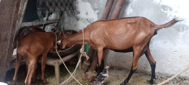 بربری بکریاں Goat 2 year Age And 3 Mouth Age