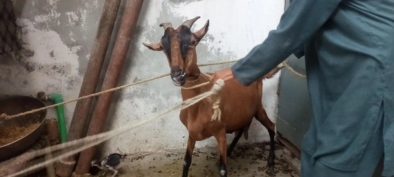 بربری بکریاں Goat 2 year Age And 3 Mouth Age — photo 2