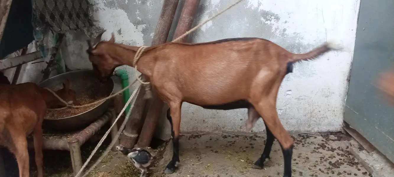 بربری بکریاں Goat 2 year Age And 3 Mouth Age — photo 3
