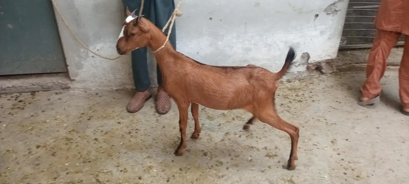 بربری بکریاں Goat 2 year Age And 3 Mouth Age — photo 4