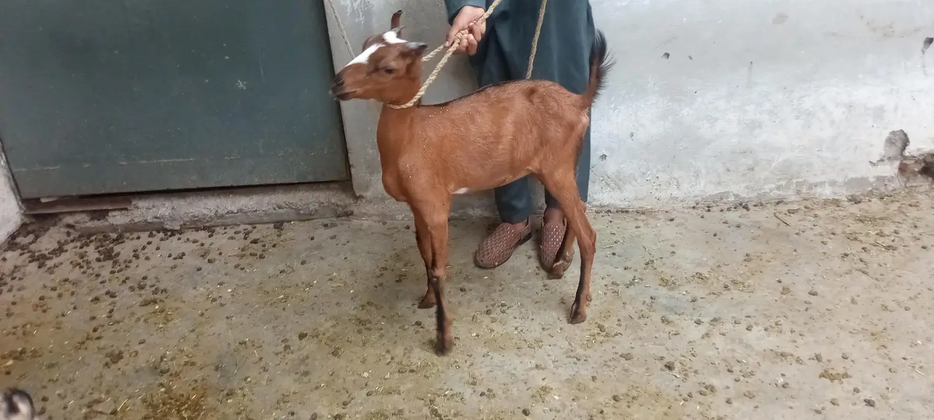 بربری بکریاں Goat 2 year Age And 3 Mouth Age — photo 5