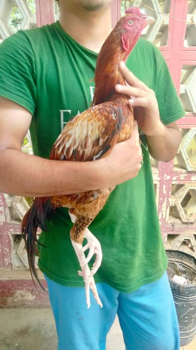 Aseel peela murga