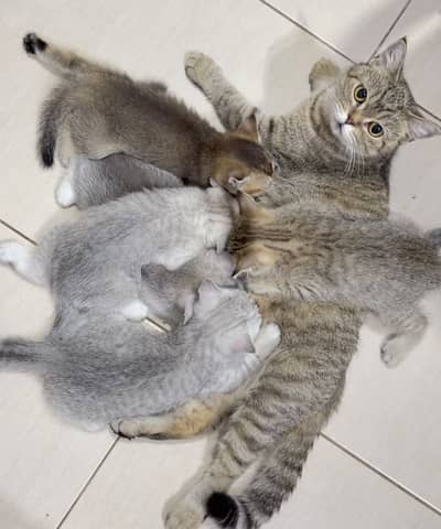 British Shorthair Kitten