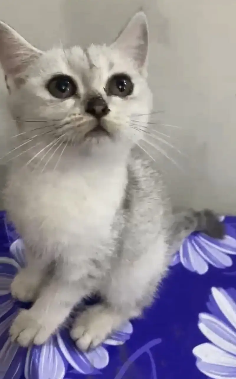 British Shorthair Kitten — photo 2