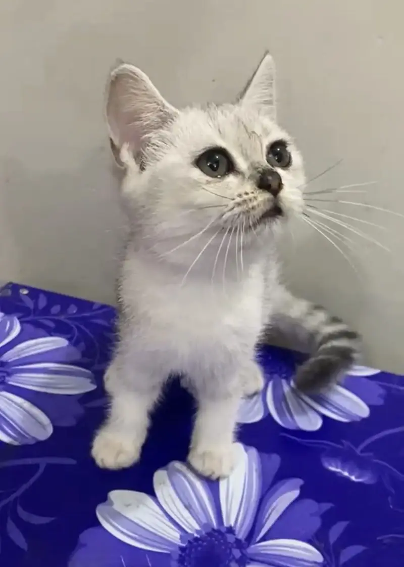 British Shorthair Kitten — photo 3