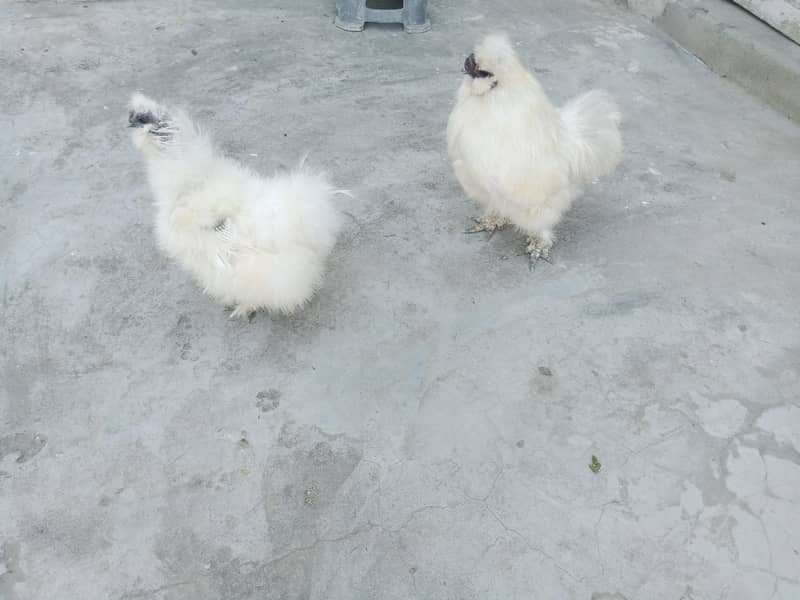 جس بھائی کو سمجھ ائے رابطہ کریے 2