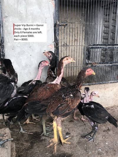 THAI + BURMI + VIETNAM GANOI VIP BIRDS FOR URGENT SALE