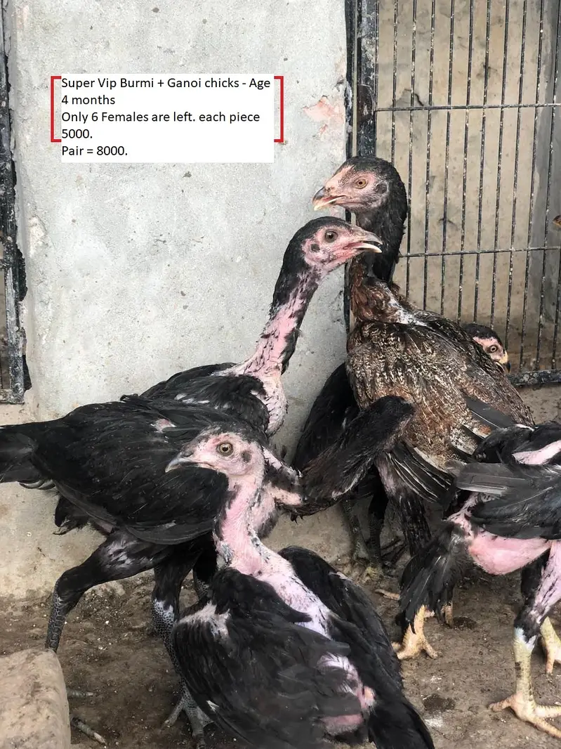 THAI + BURMI + VIETNAM GANOI VIP BIRDS FOR URGENT SALE — photo 2