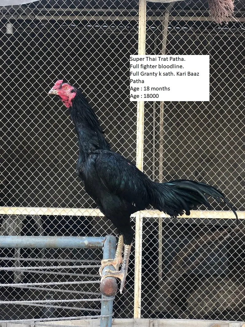 THAI + BURMI + VIETNAM GANOI VIP BIRDS FOR URGENT SALE — photo 3