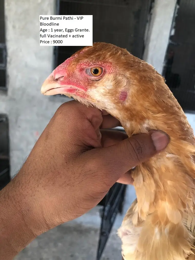 THAI + BURMI + VIETNAM GANOI VIP BIRDS FOR URGENT SALE — photo 4