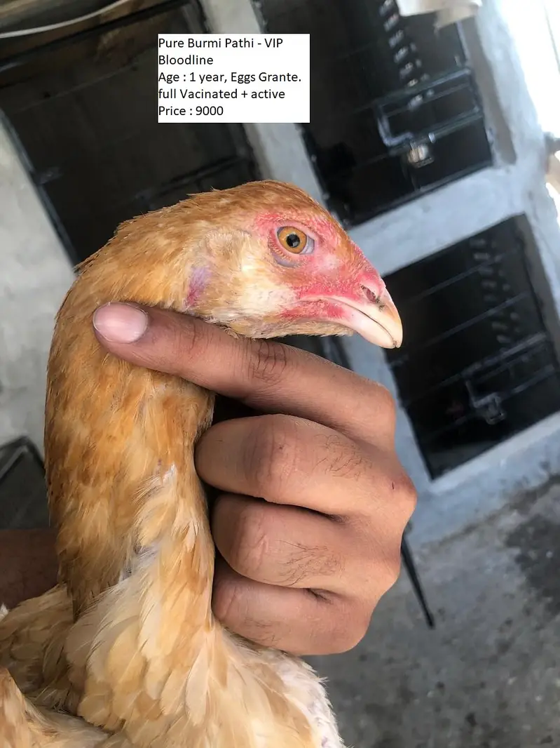 THAI + BURMI + VIETNAM GANOI VIP BIRDS FOR URGENT SALE — photo 5