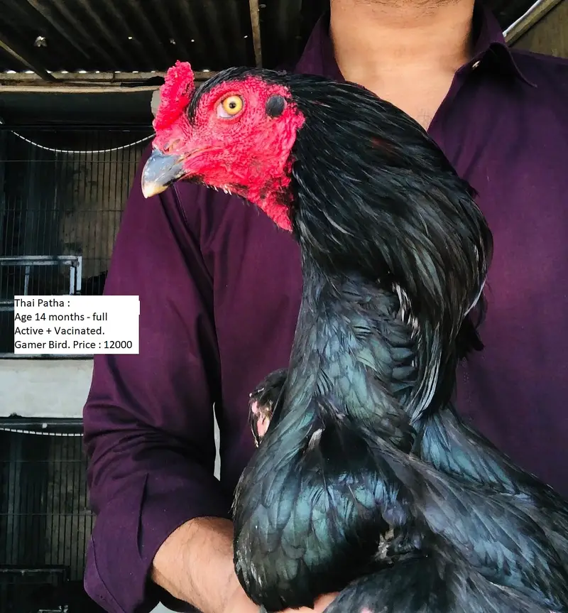 THAI + BURMI + VIETNAM GANOI VIP BIRDS FOR URGENT SALE — photo 6
