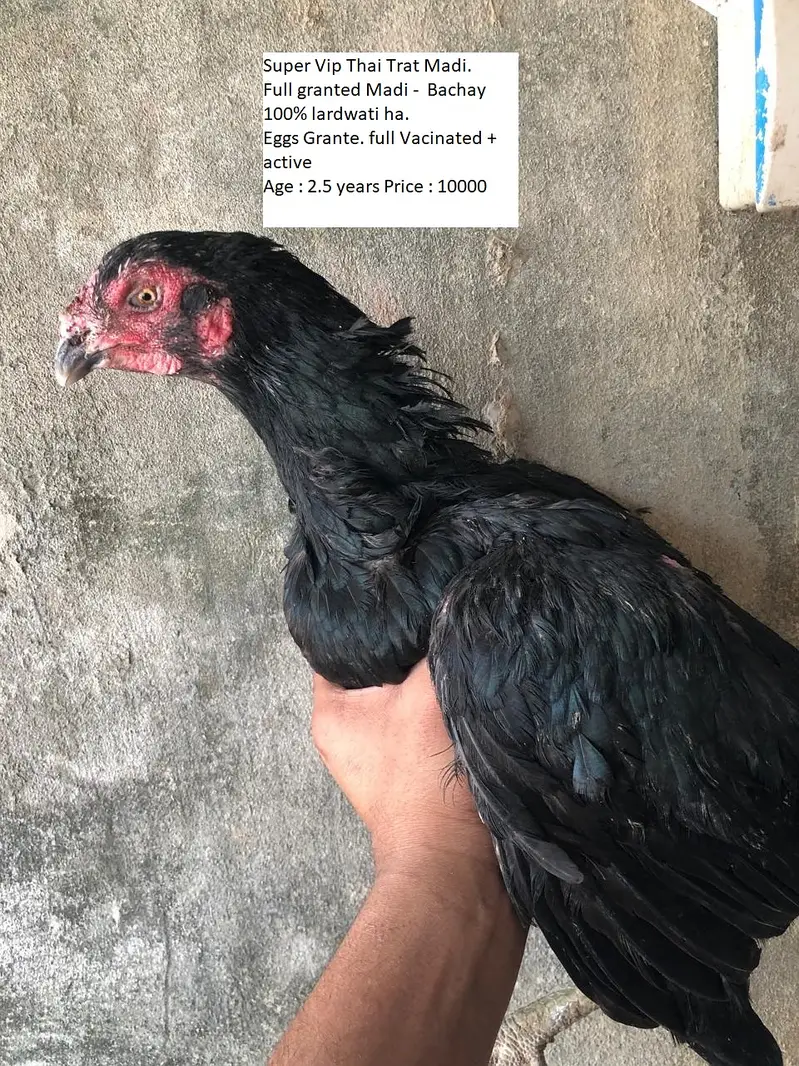 THAI + BURMI + VIETNAM GANOI VIP BIRDS FOR URGENT SALE — photo 7