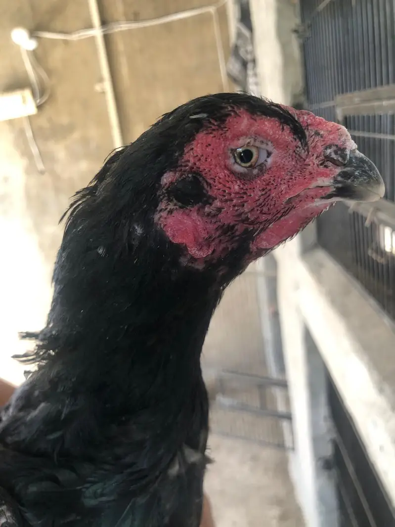 THAI + BURMI + VIETNAM GANOI VIP BIRDS FOR URGENT SALE — photo 8