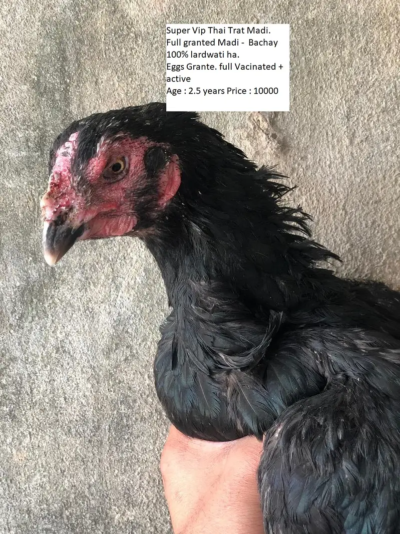 THAI + BURMI + VIETNAM GANOI VIP BIRDS FOR URGENT SALE — photo 9
