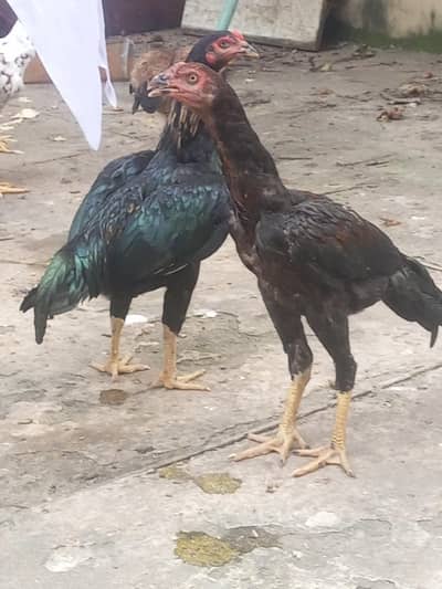 Aseel hens