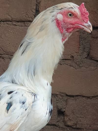 Murga Rooster For Sale Aseel mix