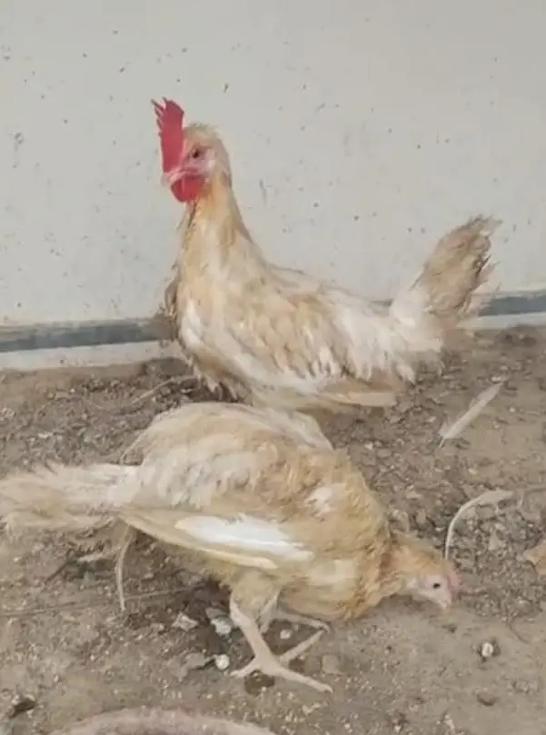 murga azan deta hai murgi Kuch time me ande shoro krden gi — photo 2