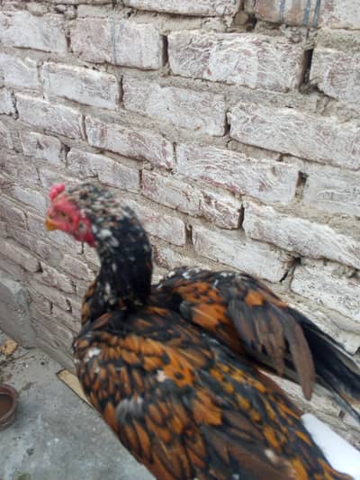 aseel shijra patha for sale high quality