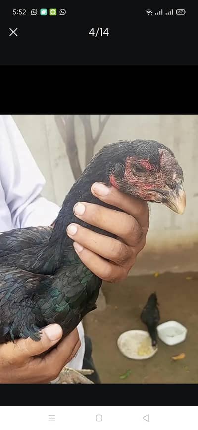 2 top females parrot beak Thai white black