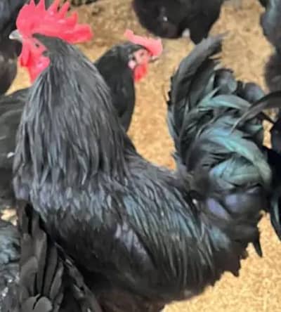 Raja Fancy hen