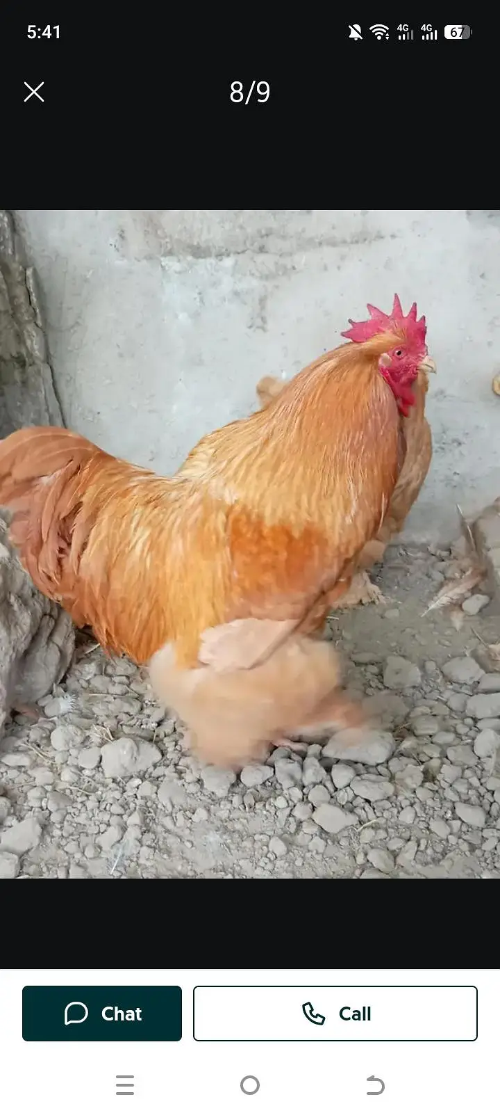 Raja Fancy hen — photo 2