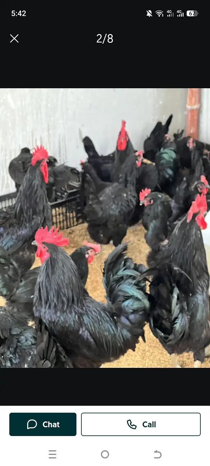 Raja Fancy hen — photo 3