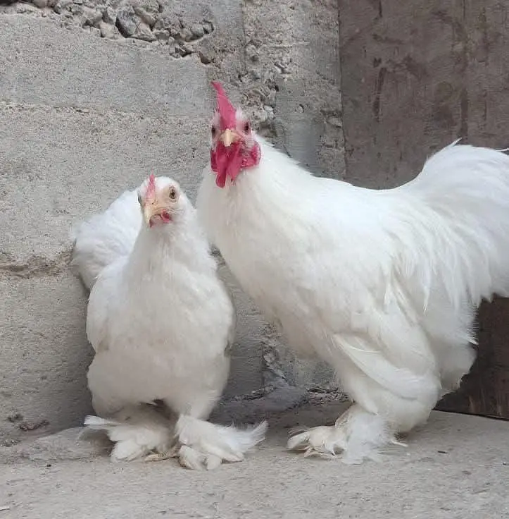 Raja Fancy hen — photo 4
