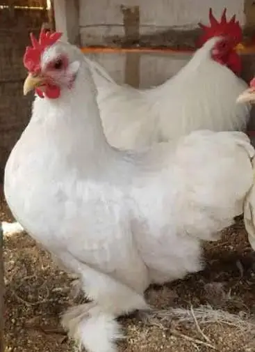 Raja Fancy hen — photo 6