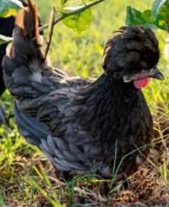 Raja Fancy hen — photo 9