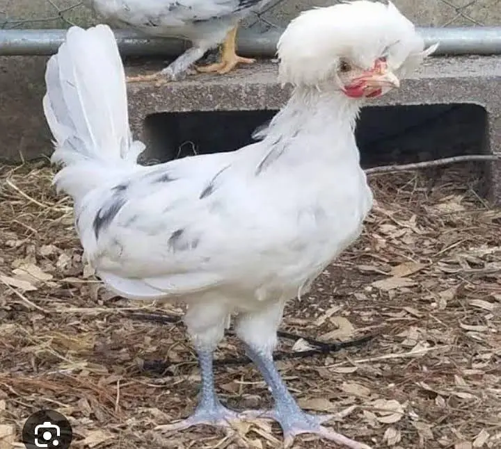 Raja Fancy hen — photo 10