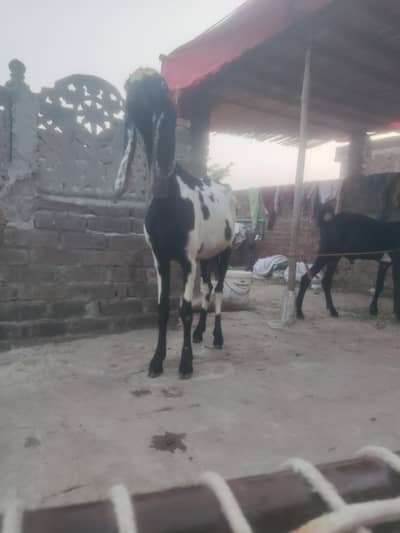 Beetal cross ma ha bakri