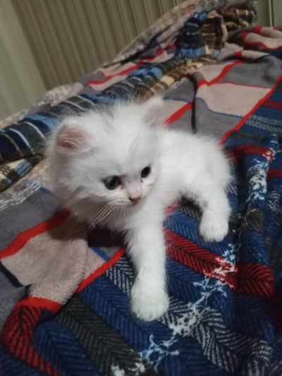 Triple coat kitten