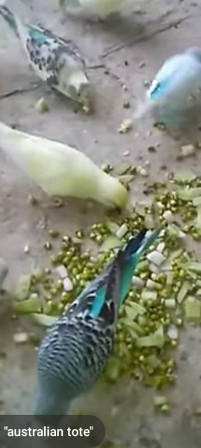 budgie pair