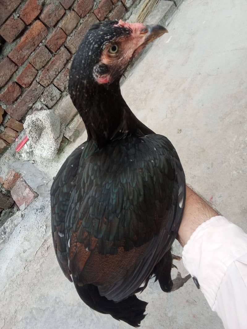 دونوں دے رہا ہوں 1