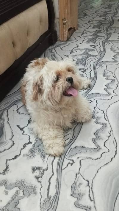 trained Shih Tzu breed dog