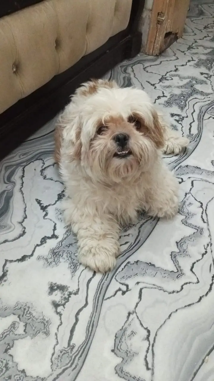 trained Shih Tzu breed dog — photo 2