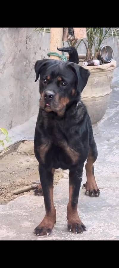 Rottweiler