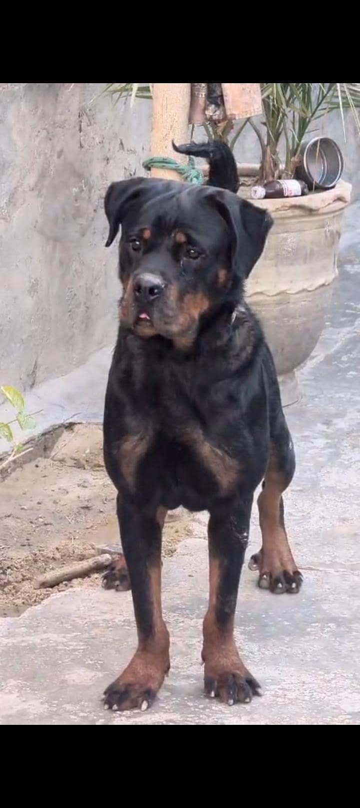 Rottweiler 0