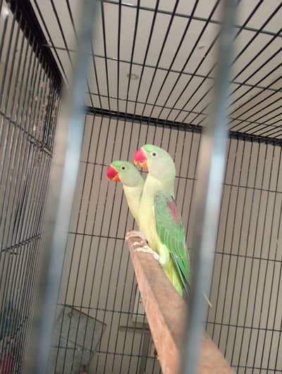 beautiful quality raw parrot pathy 2 pairs available