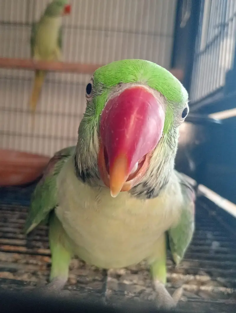 beautiful quality raw parrot pathy 2 pairs available — photo 2