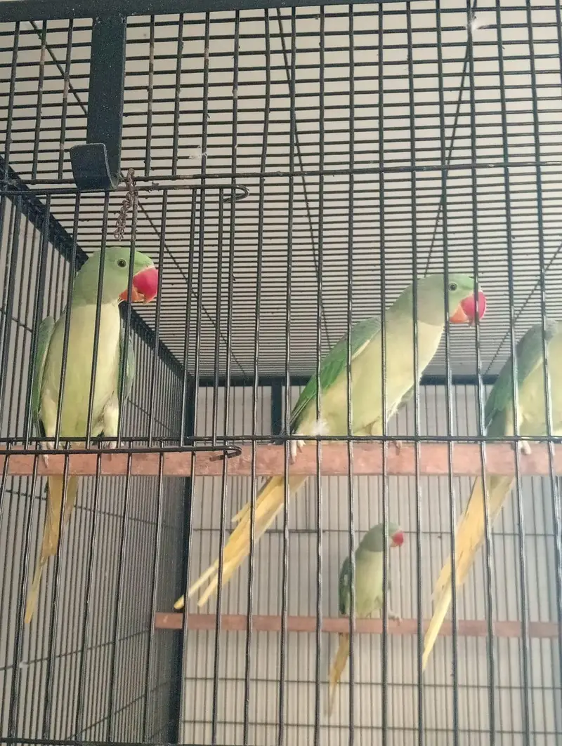 beautiful quality raw parrot pathy 2 pairs available — photo 3