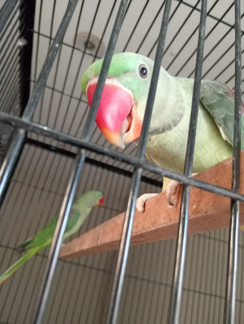 beautiful quality raw parrot pathy 2 pairs available — photo 4