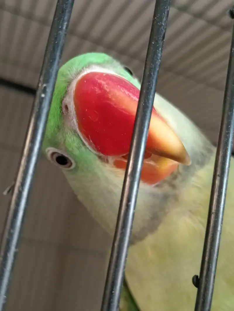 beautiful quality raw parrot pathy 2 pairs available — photo 5