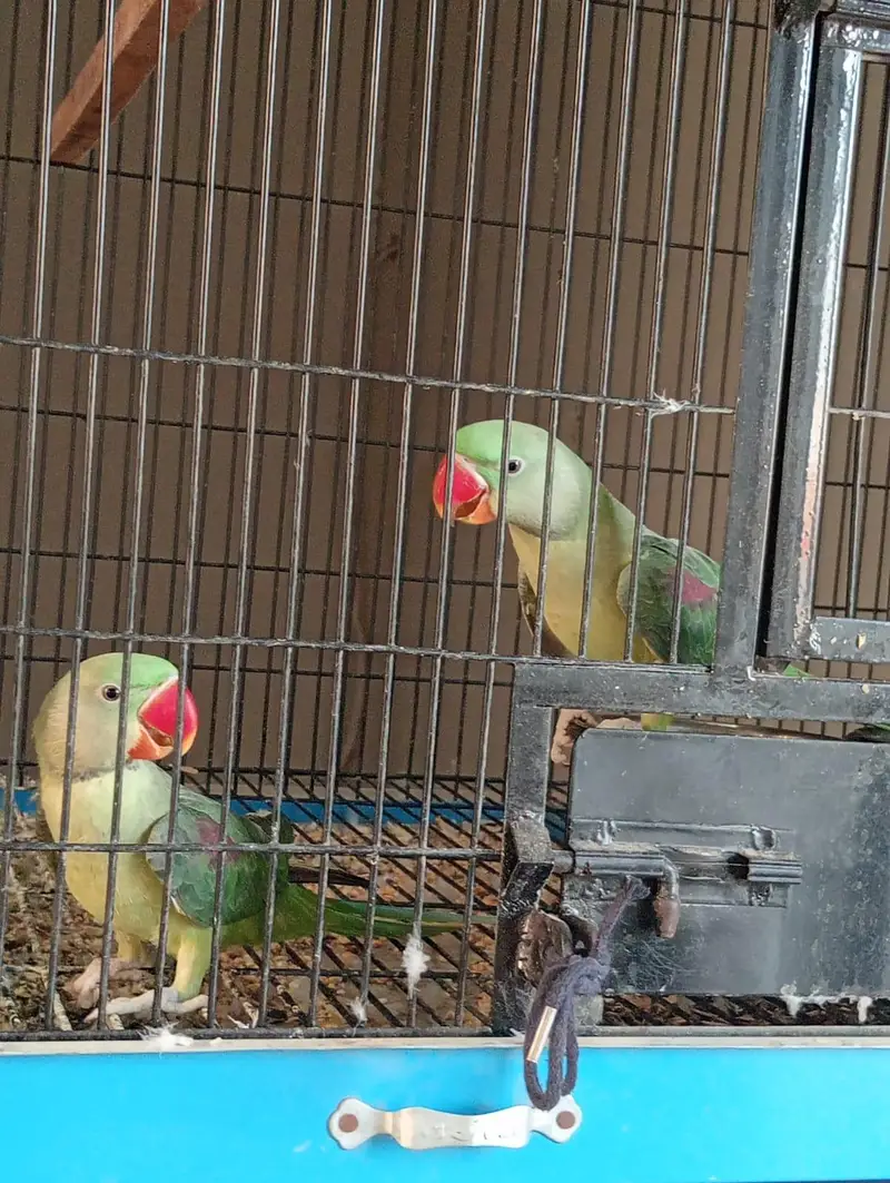 beautiful quality raw parrot pathy 2 pairs available — photo 6